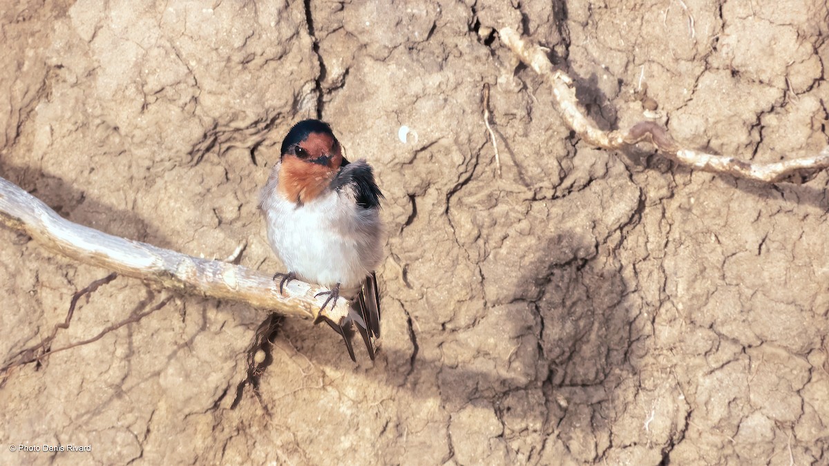 Welcome Swallow - ML646714559