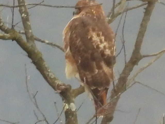 Kızıl Kuyruklu Şahin - ML646714560