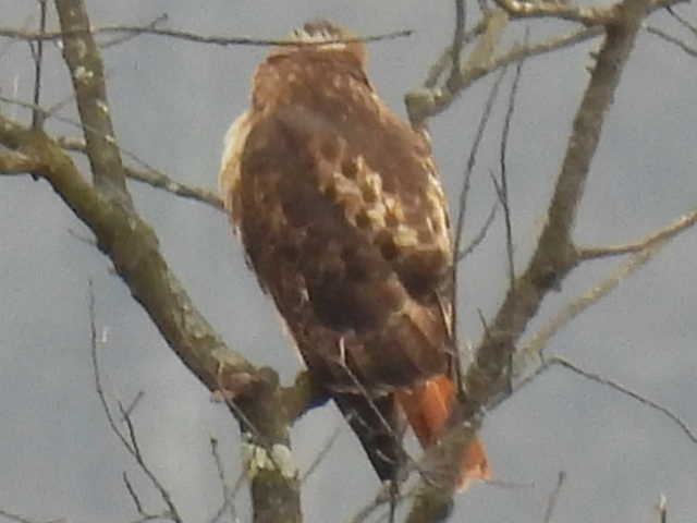 Kızıl Kuyruklu Şahin - ML646714561