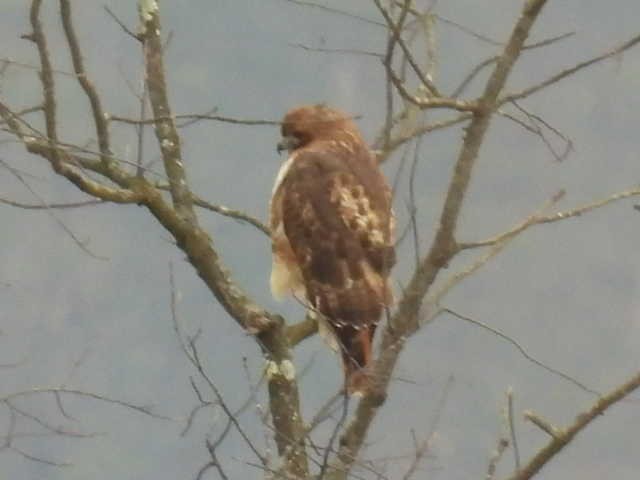 Kızıl Kuyruklu Şahin - ML646714562