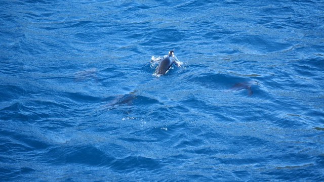 King Penguin - ML646714563