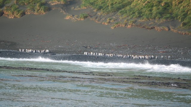 King Penguin - ML646714564