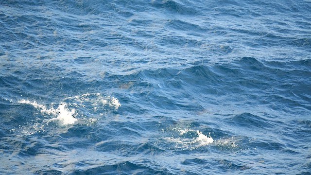 Королевский пингвин - ML646714565