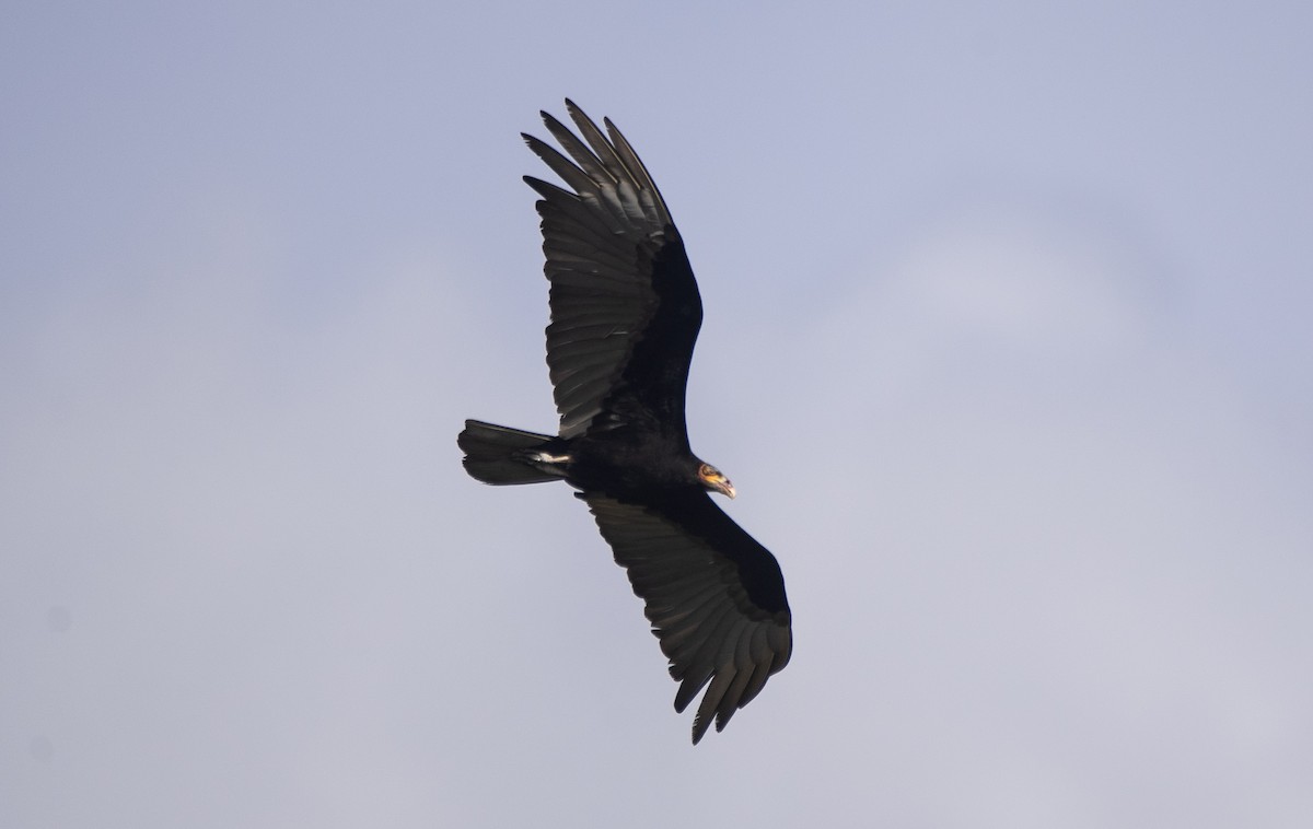 キガシラコンドル - ML646714566