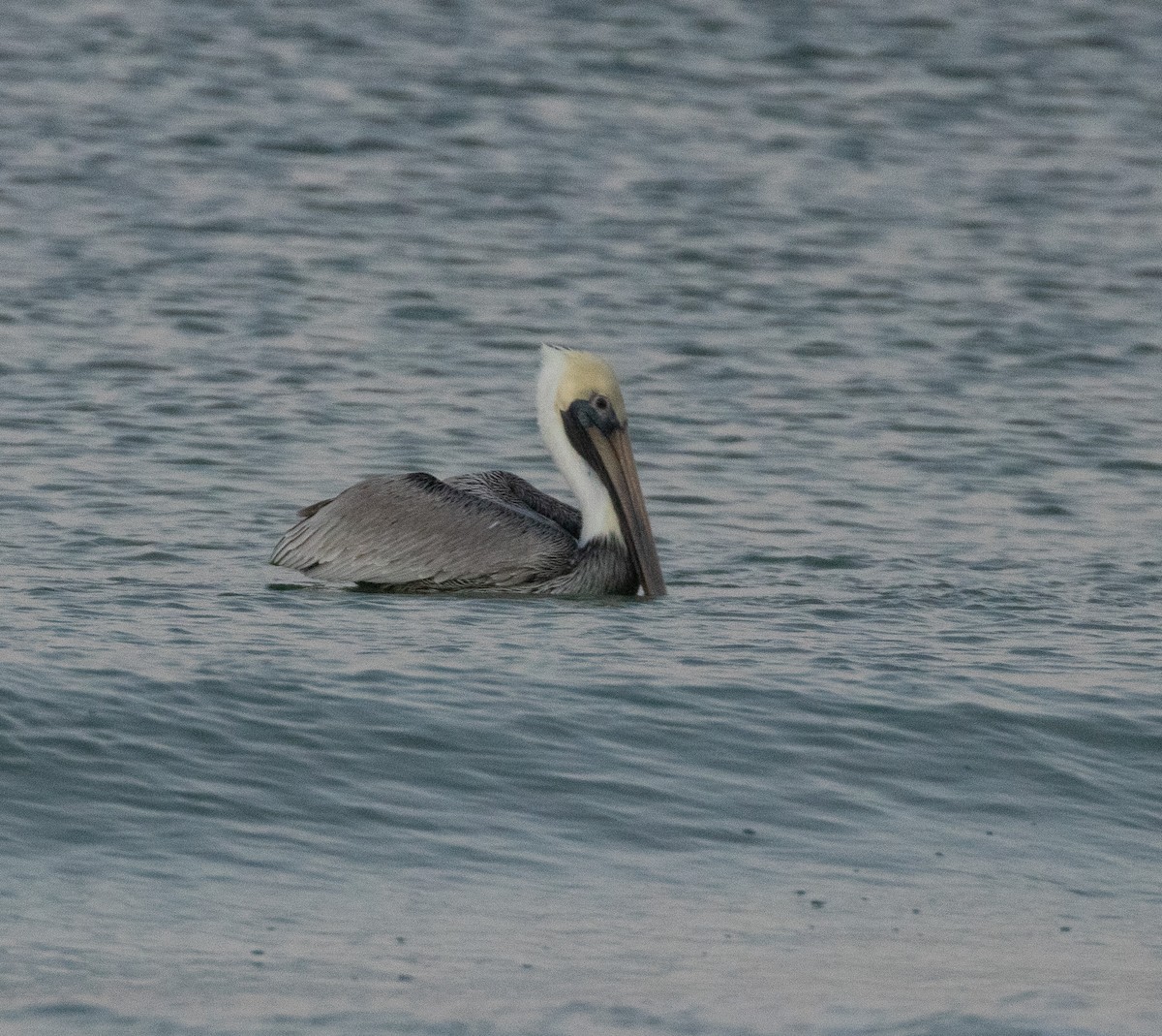 Kahverengi Pelikan - ML646714568