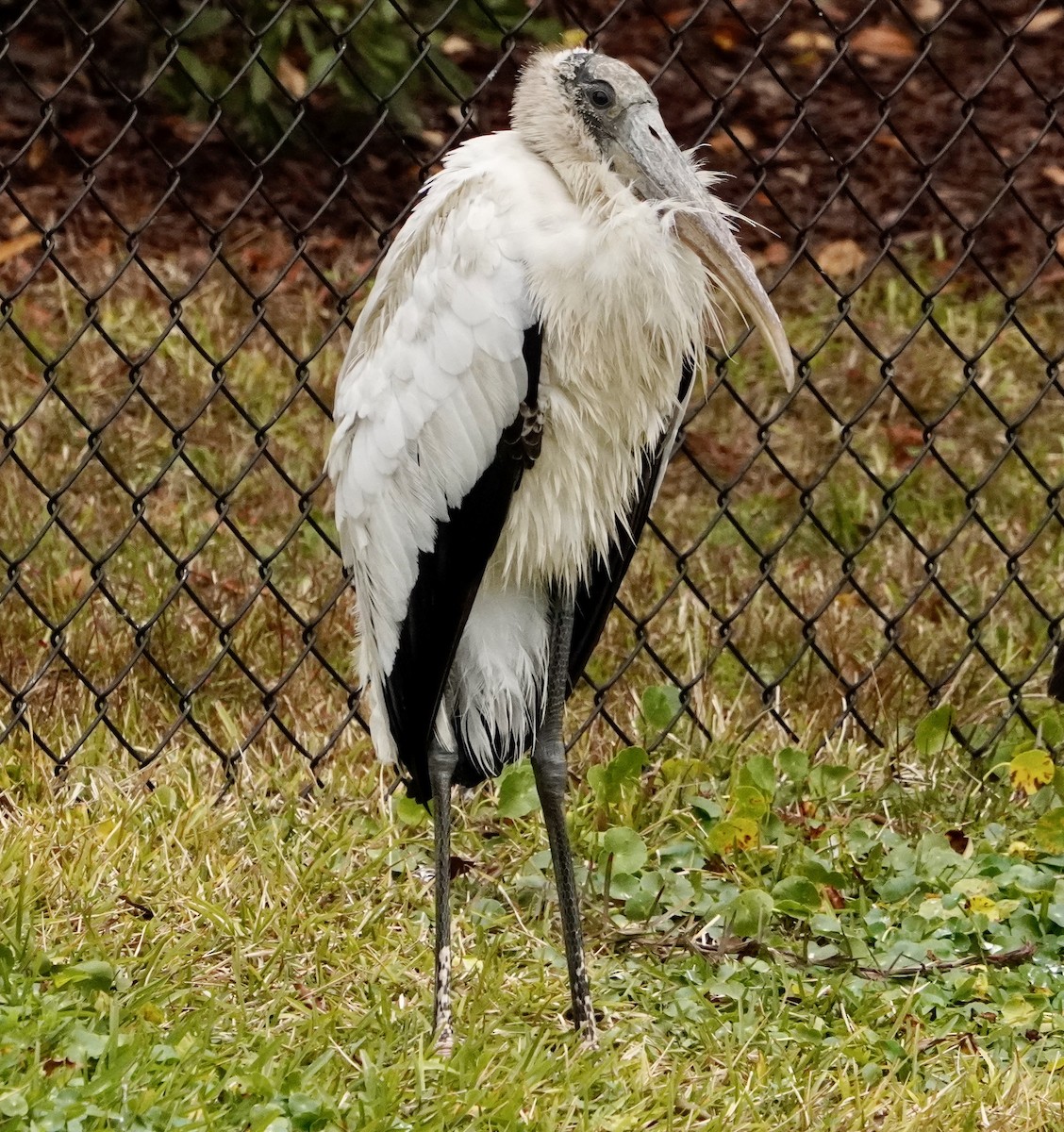 Waldstorch - ML646714569