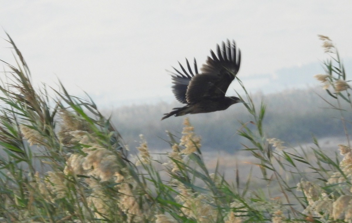 Greater Spotted Eagle - ML646714574