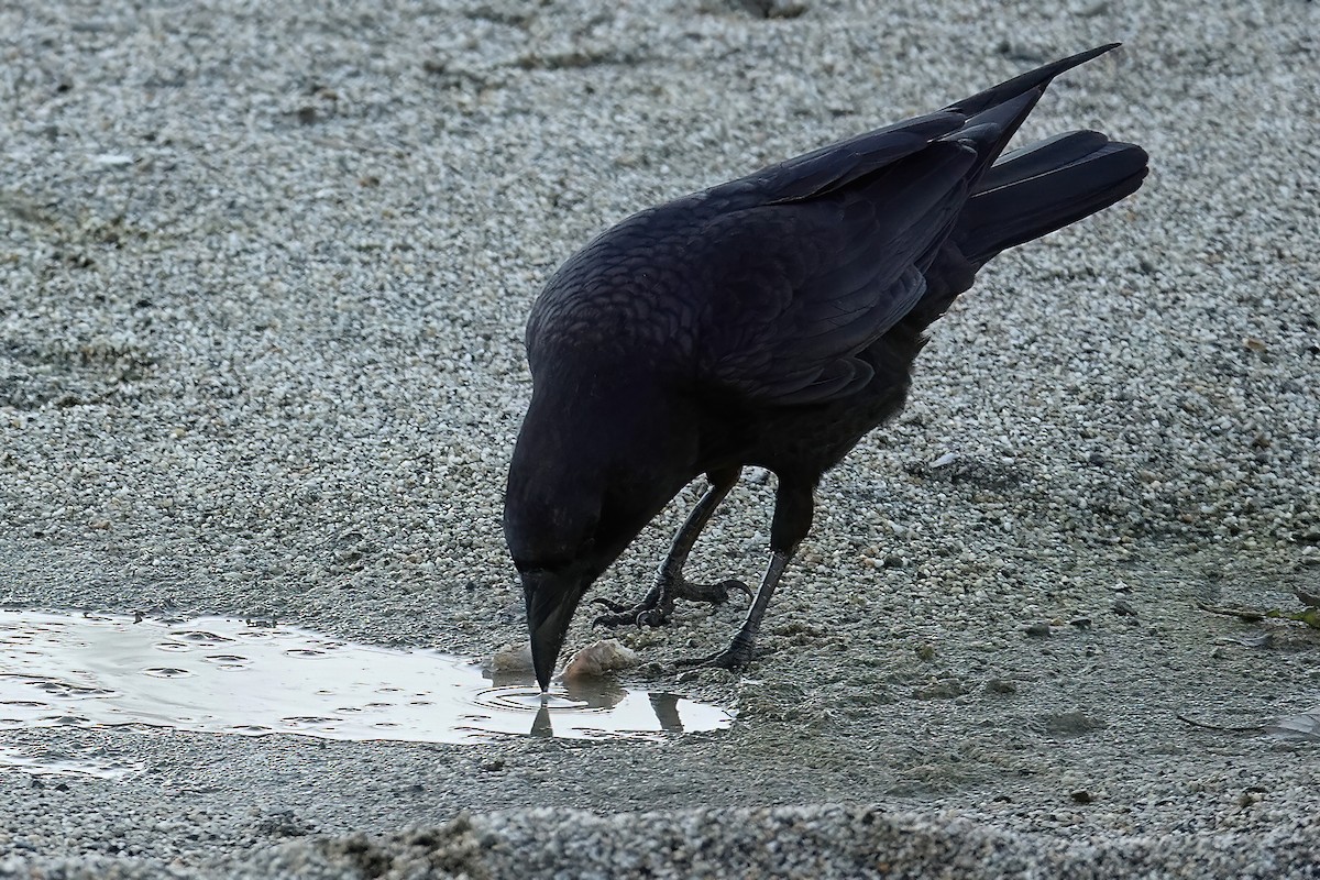 American Crow - ML646714578