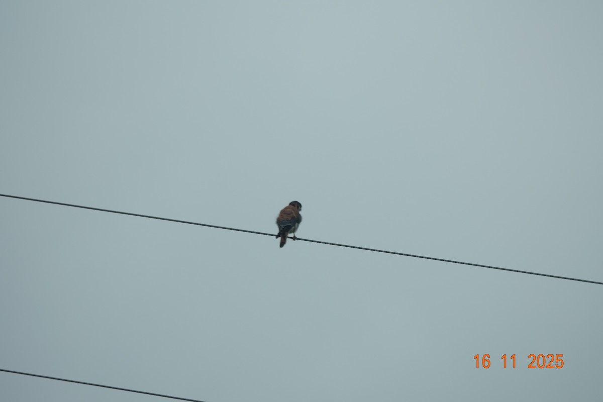 American Kestrel - ML646714580