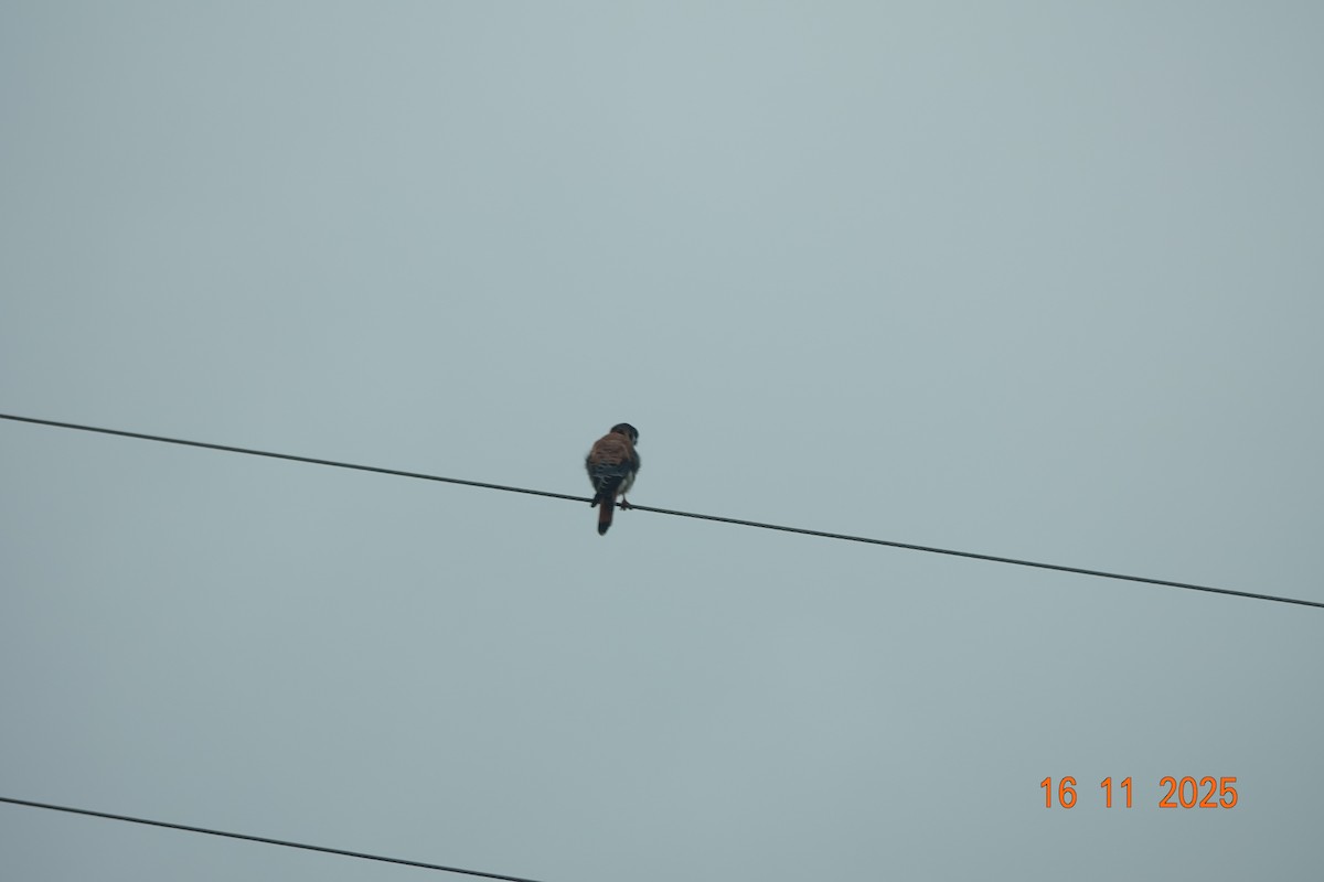 American Kestrel - ML646714581