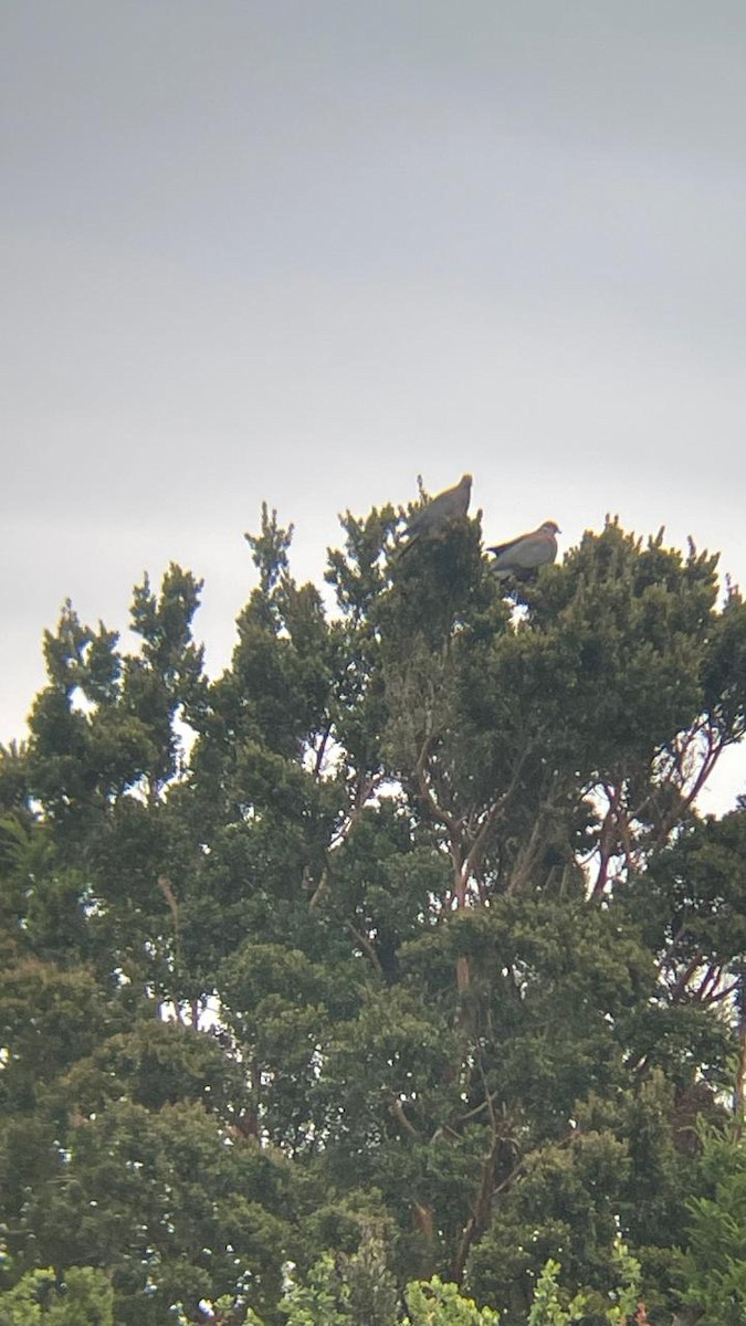 Chilean Pigeon - ML646714582