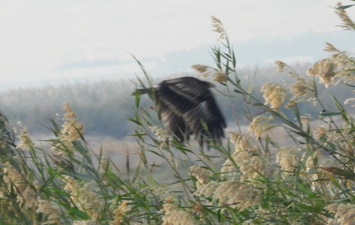 Greater Spotted Eagle - ML646714586