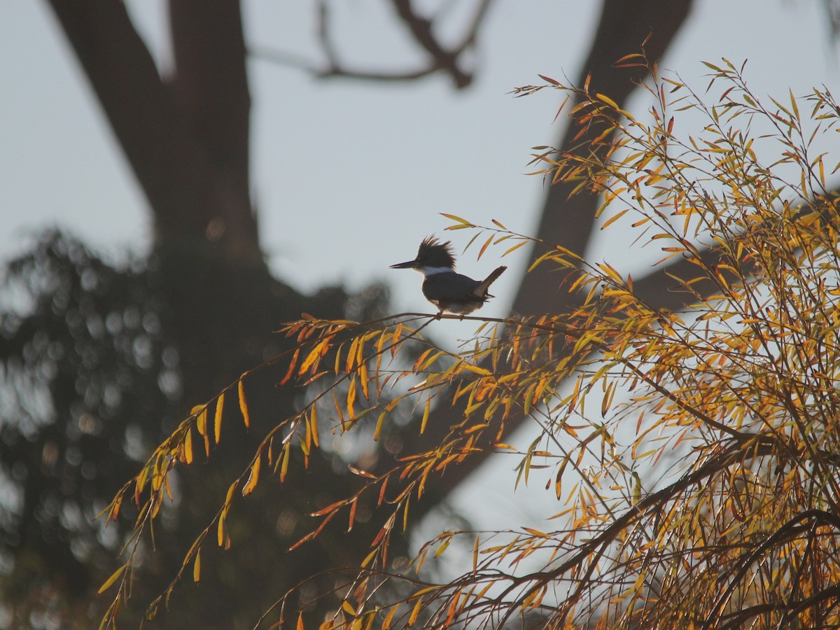 Belted Kingfisher - ML646714588