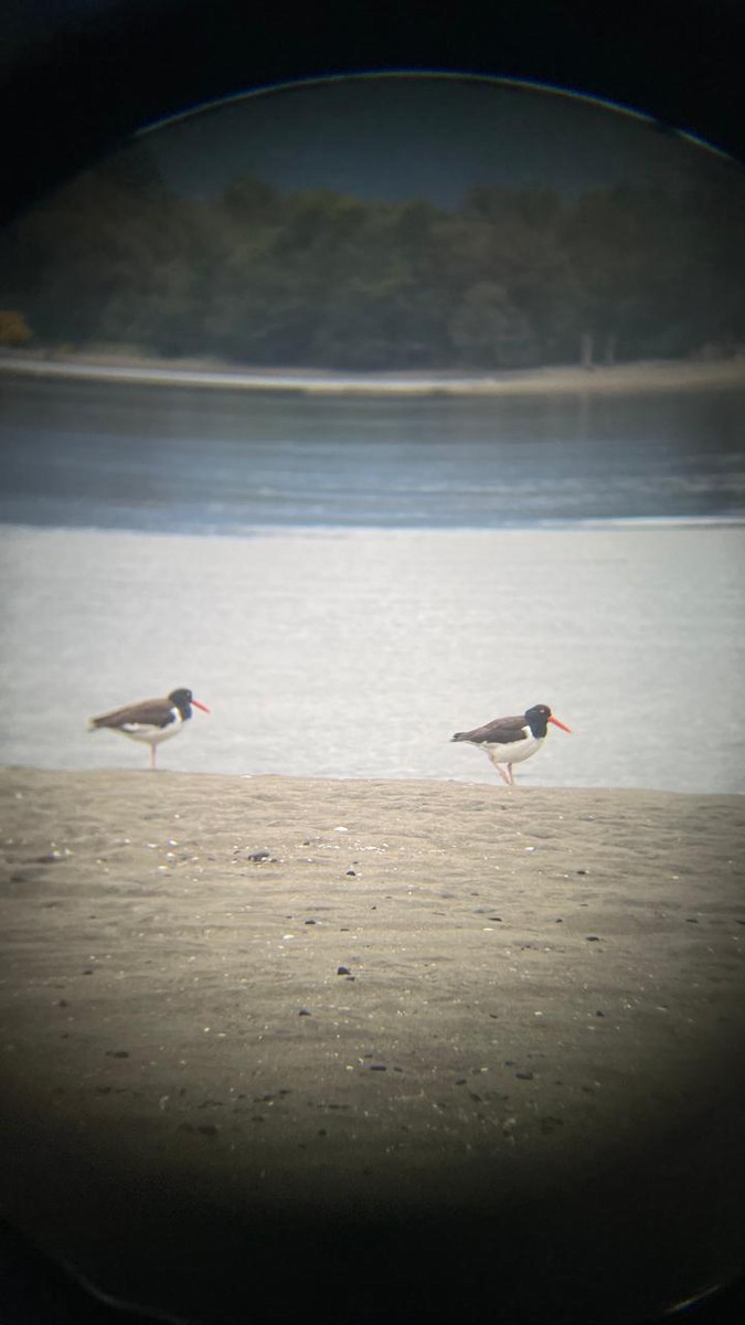 American Oystercatcher - ML646714589