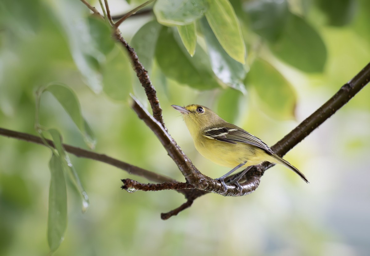 Mangrove Vireo - ML646714590