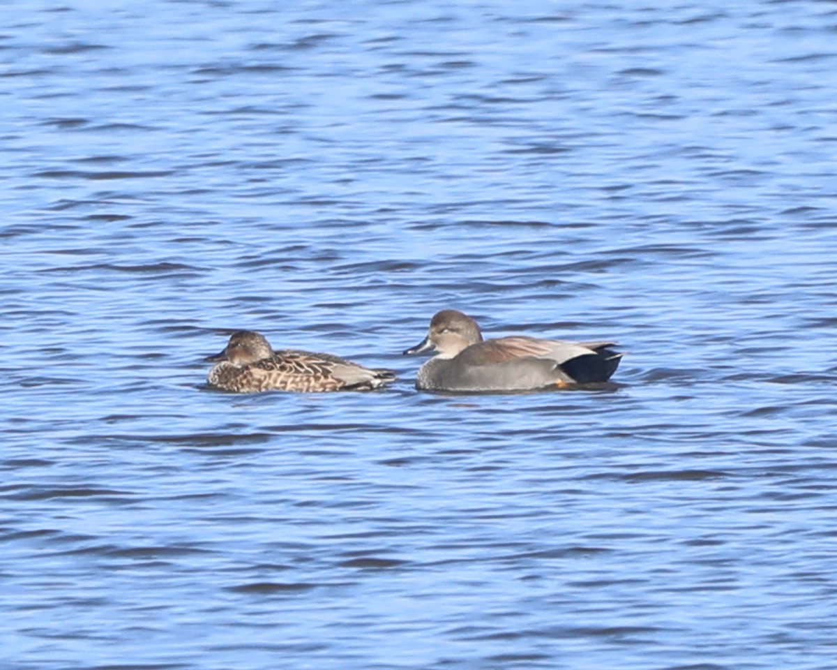 Серая утка - ML646714591