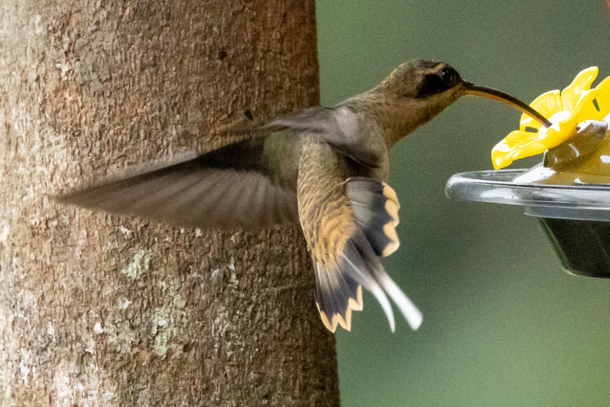 Langschnabel-Schattenkolibri [longirostris-Gruppe] - ML646714592