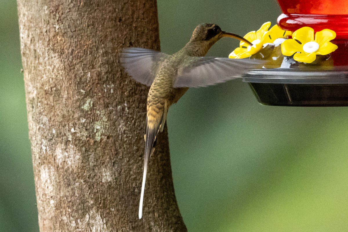 Langschnabel-Schattenkolibri [longirostris-Gruppe] - ML646714593