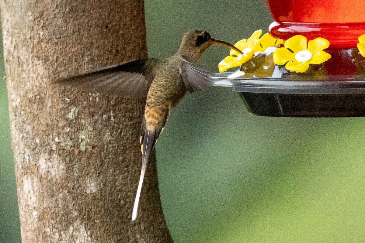 Langschnabel-Schattenkolibri [longirostris-Gruppe] - ML646714594