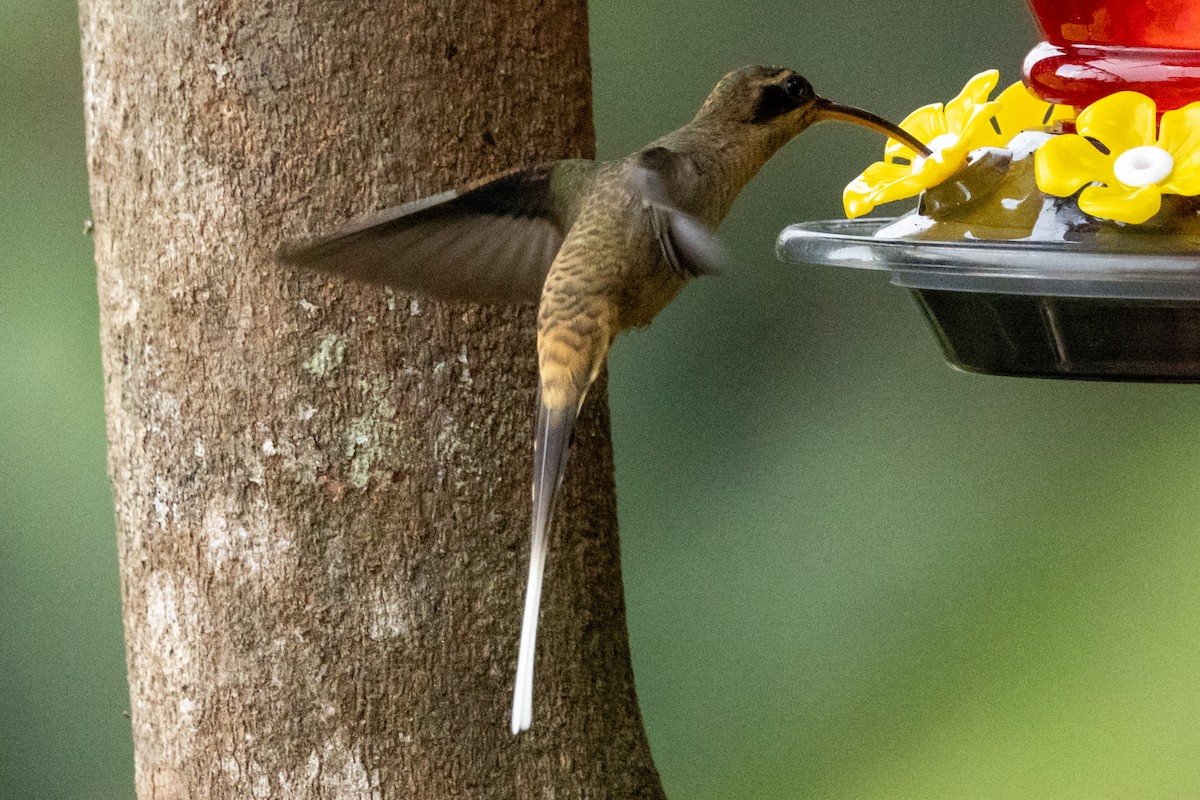Langschnabel-Schattenkolibri [longirostris-Gruppe] - ML646714596