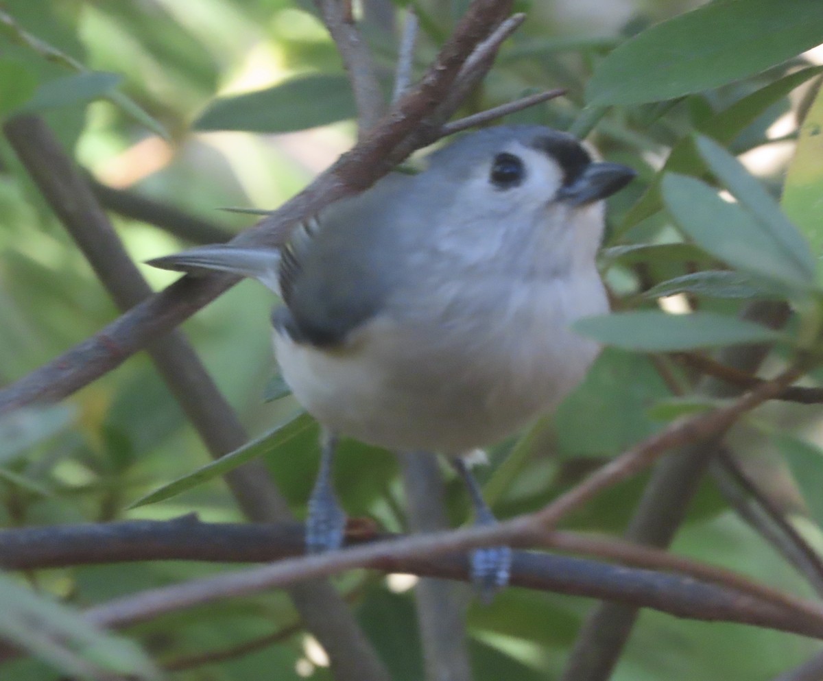 Tufted Titmouse - ML646714598