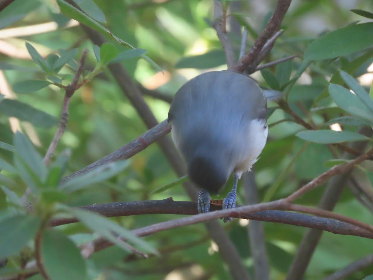 Tufted Titmouse - ML646714599