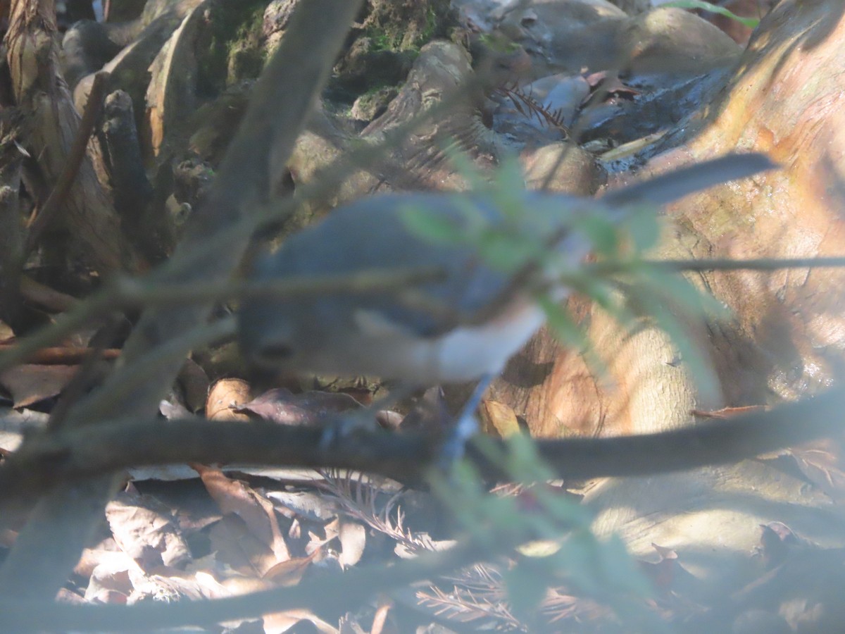 Tufted Titmouse - ML646714600
