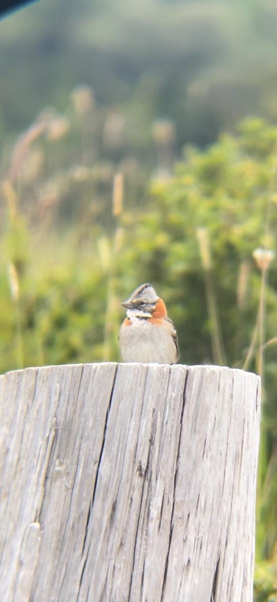 Rufous-collared Sparrow - ML646714601