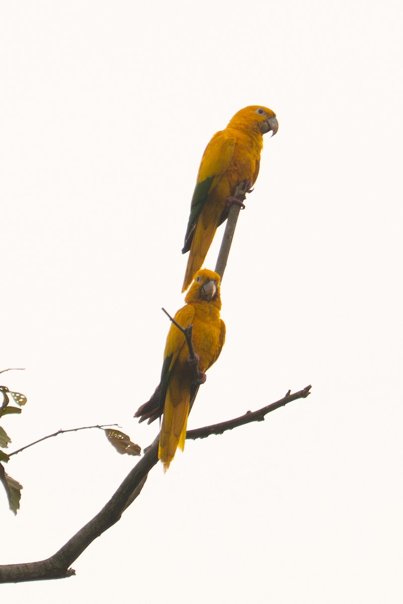 Golden Parakeet - ML646714602