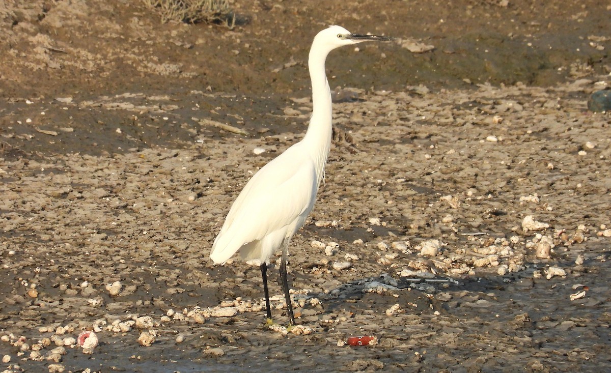 Little Egret - ML646714603
