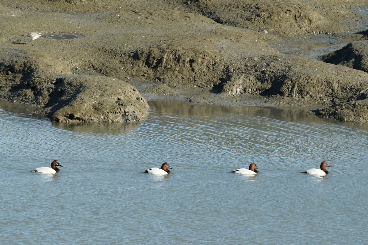 Canvasback - ML646714604