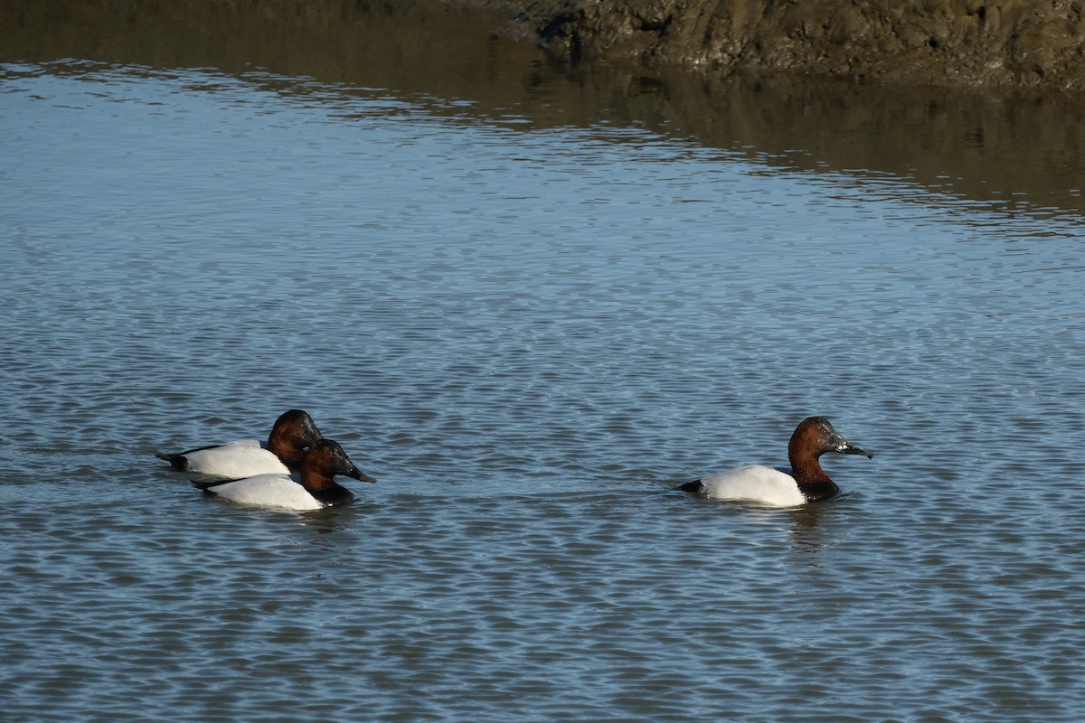 Canvasback - ML646714605