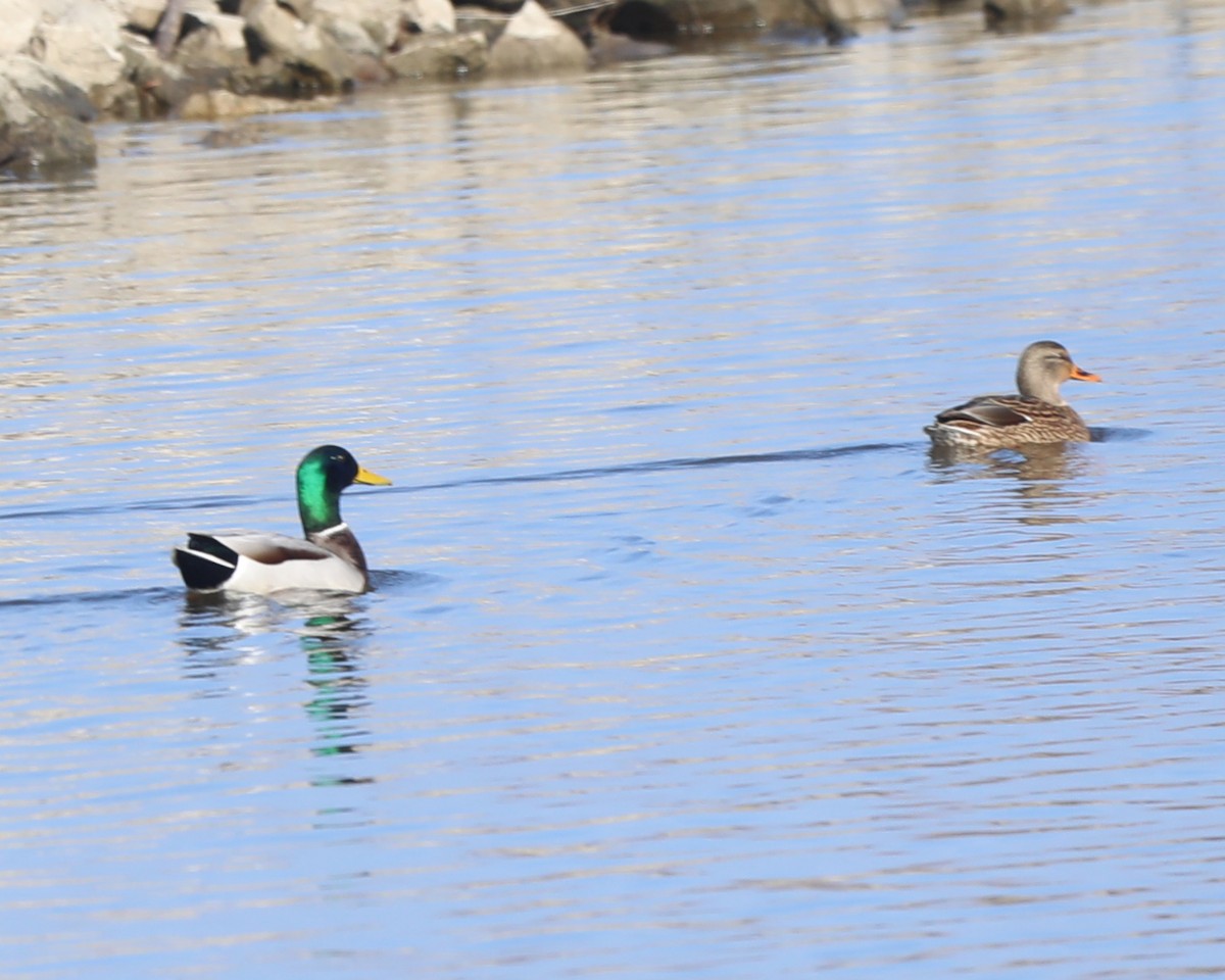 Germano reale - ML646714606