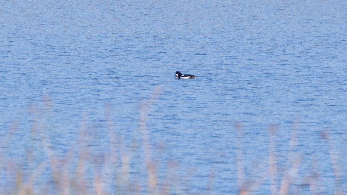 Porrón Islándico - ML646714607