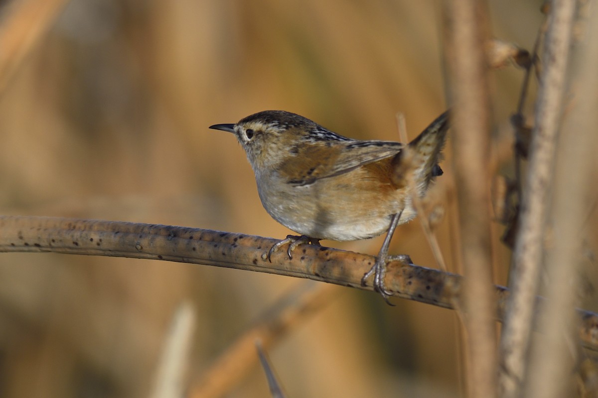 Marsh Wren - ML646714608