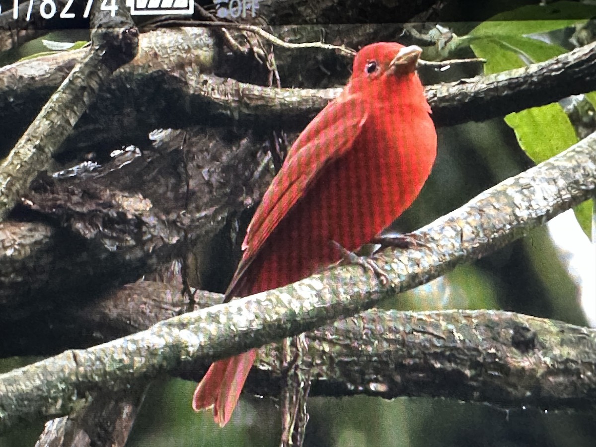 Summer Tanager - ML646714609