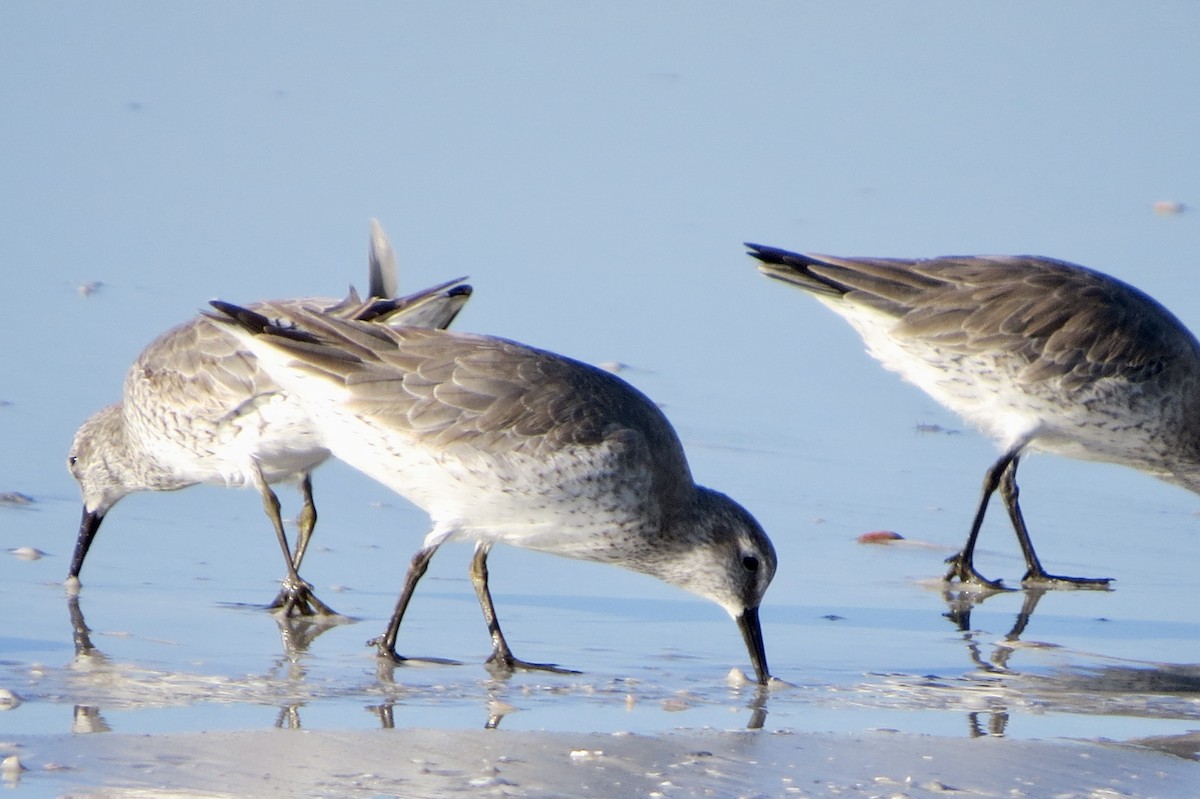 Piovanello maggiore - ML646714610