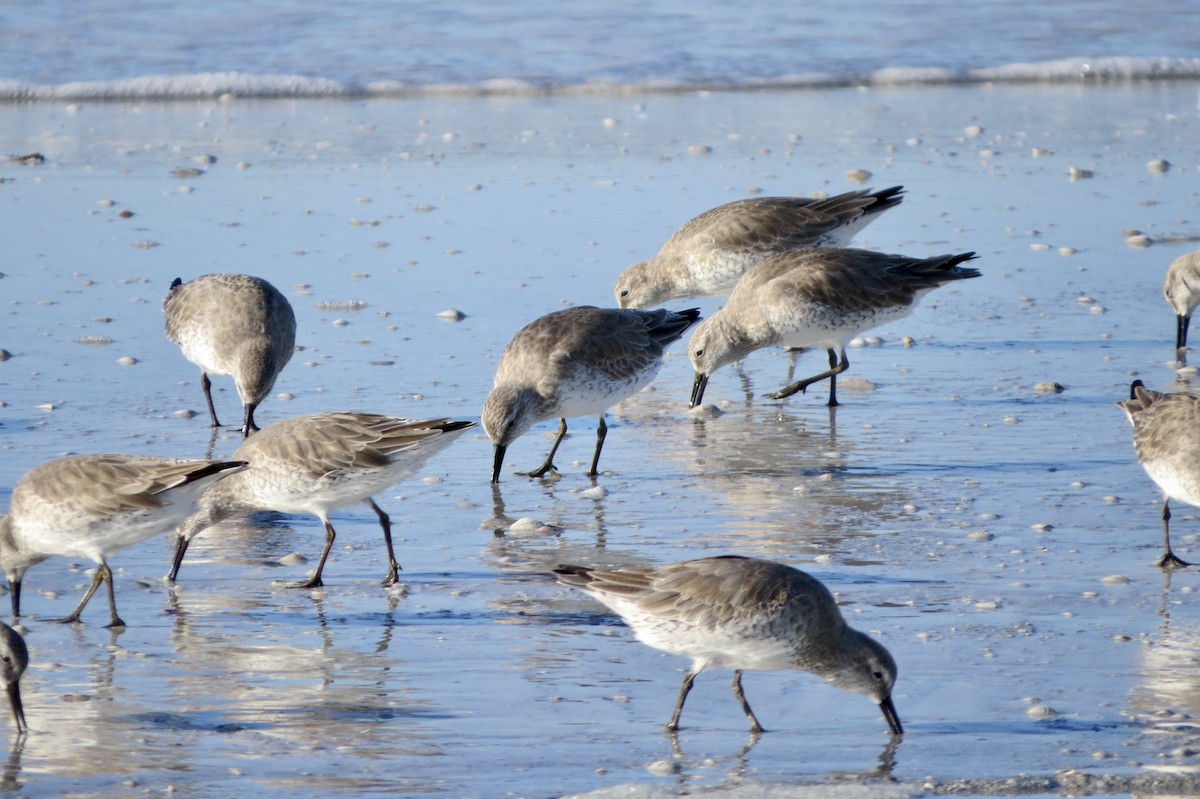 Piovanello maggiore - ML646714611