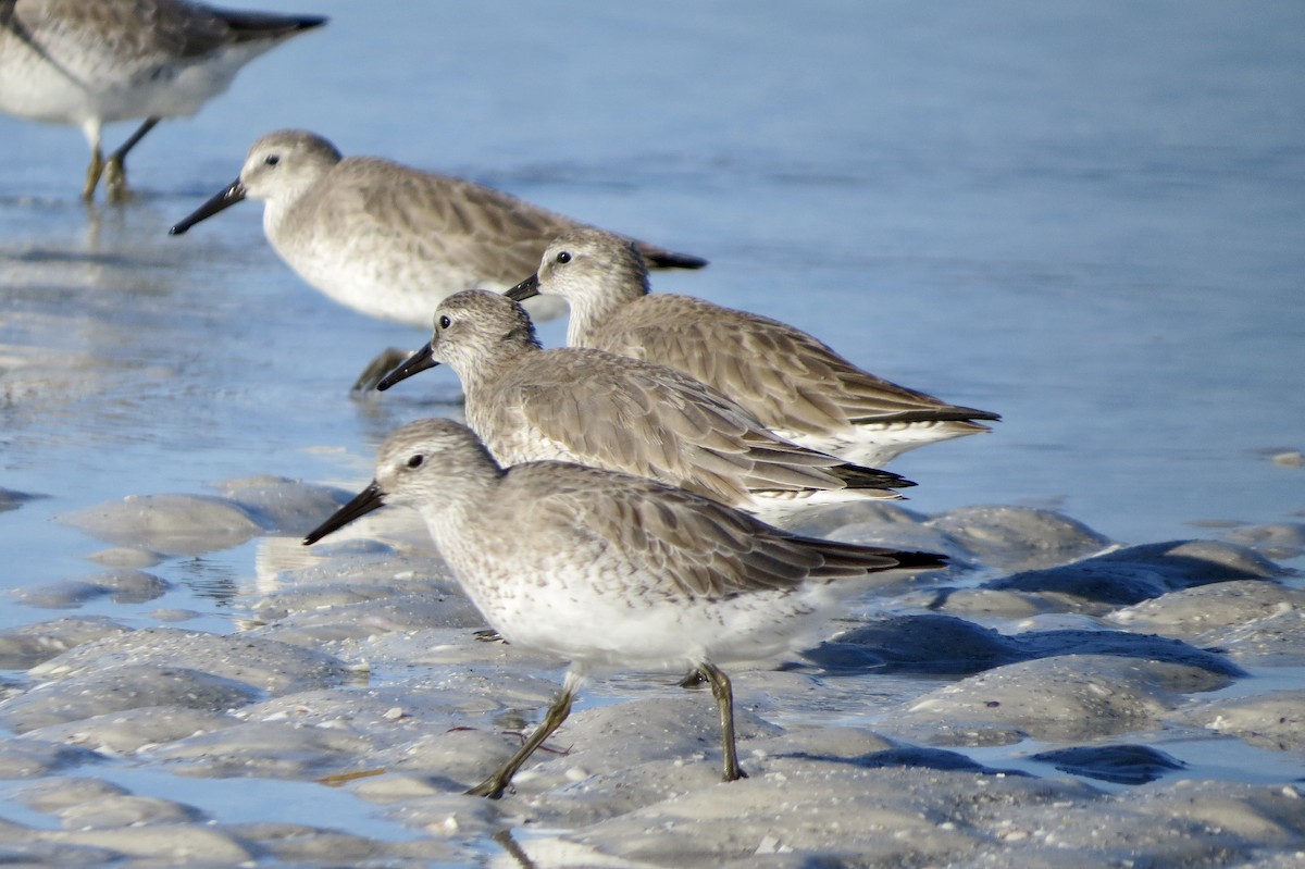 Piovanello maggiore - ML646714612