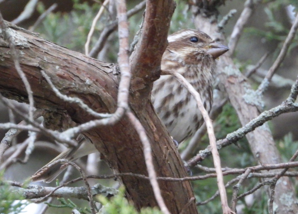 Camachuelo Purpúreo - ML646714613