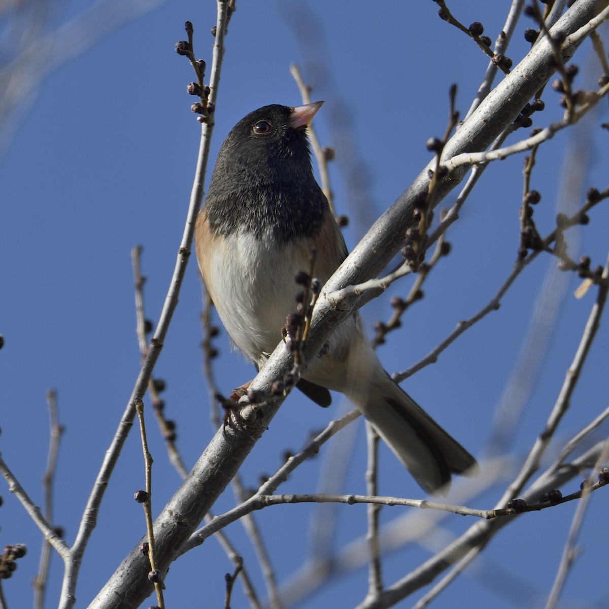 Dark-eyed Junco - ML646714615