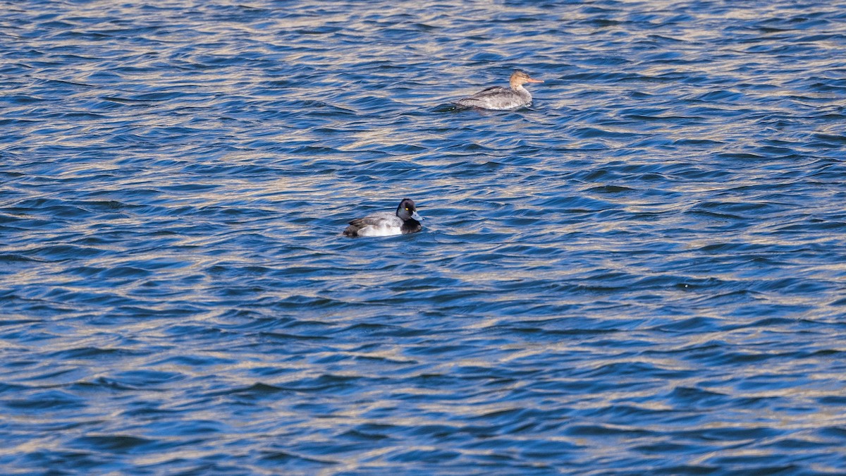 Serreta Mediana - ML646714616