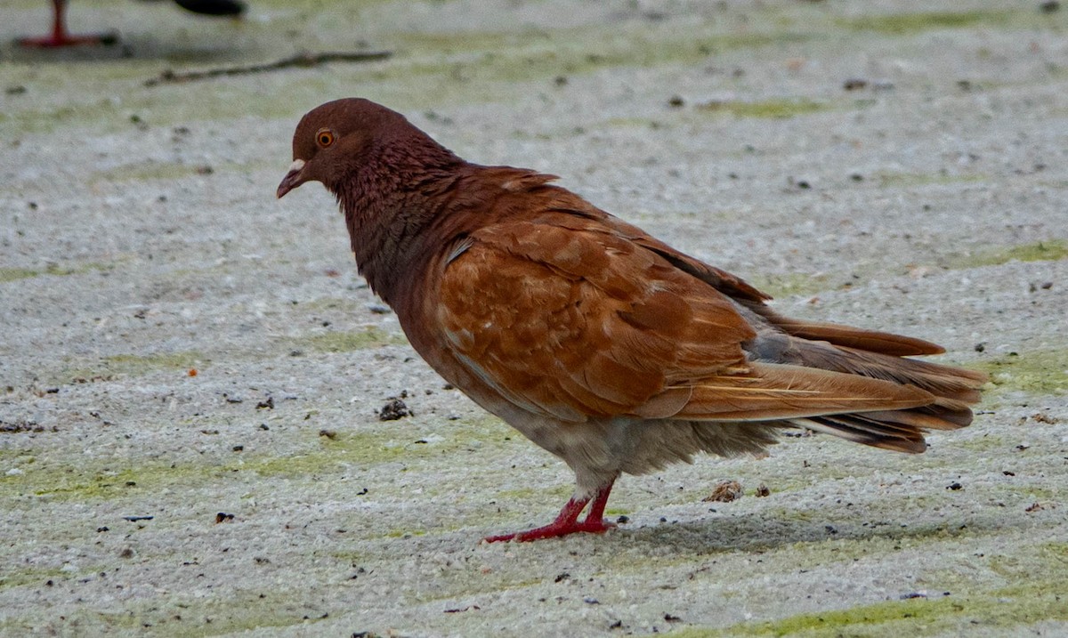 Piccione domestico - ML646714617