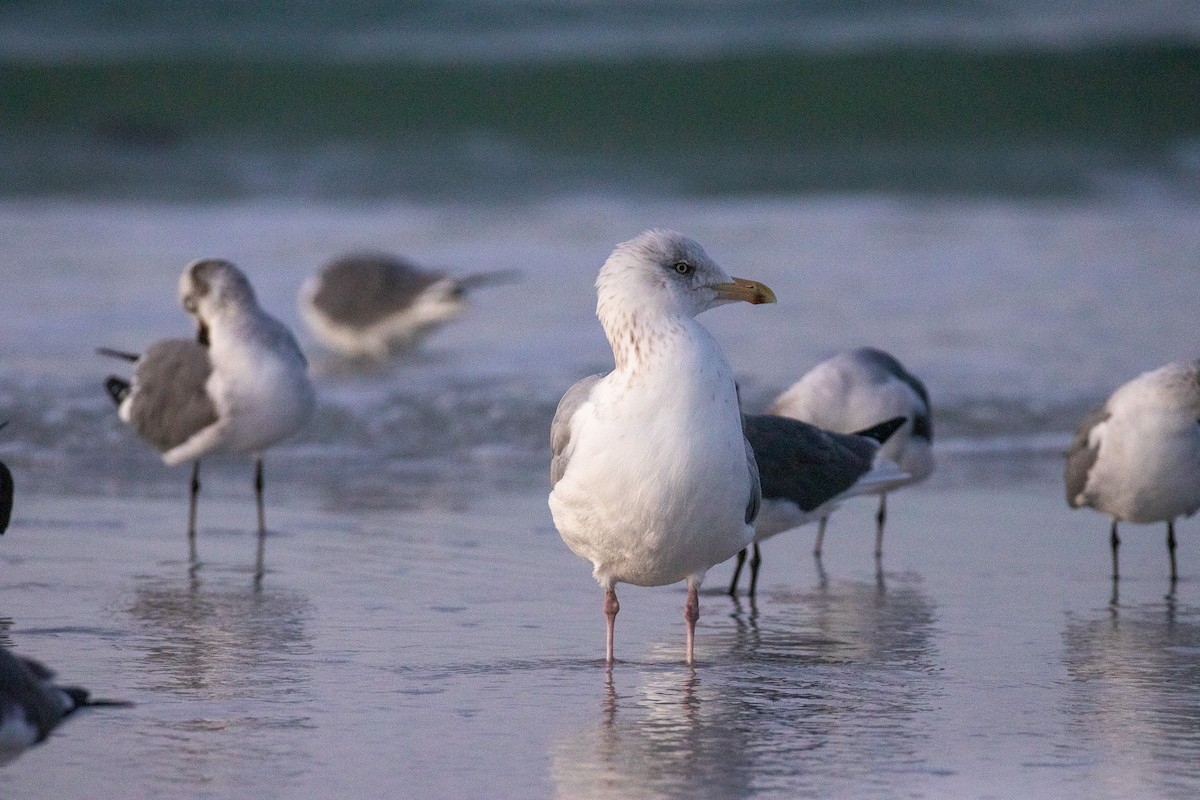 American Herring Gull - ML646714618