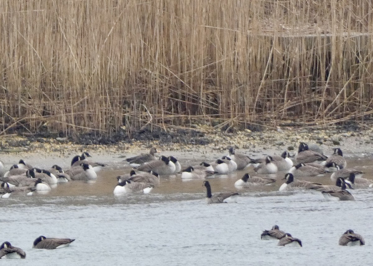 Greater White-fronted Goose - ML646714620