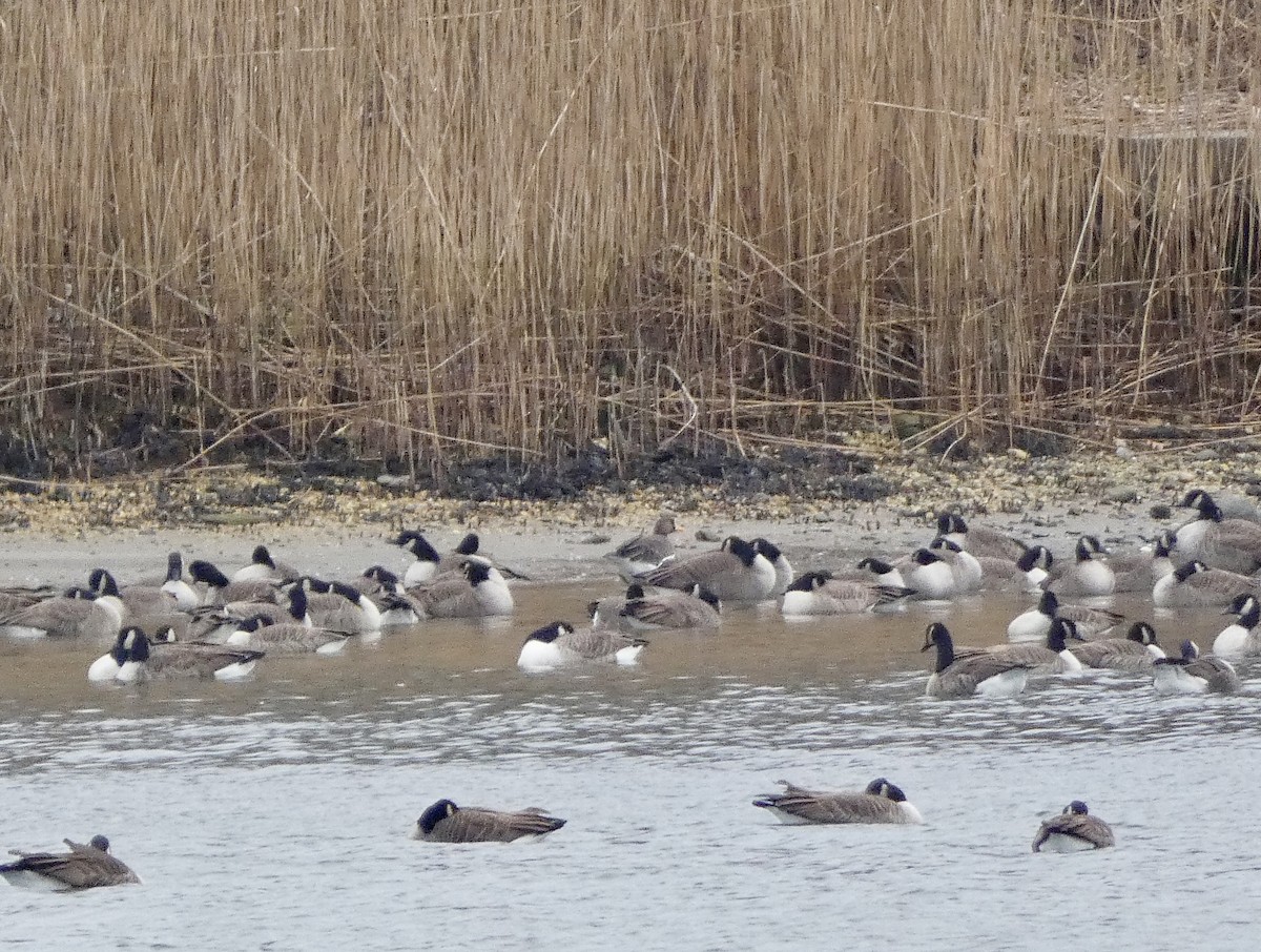 Greater White-fronted Goose - ML646714621