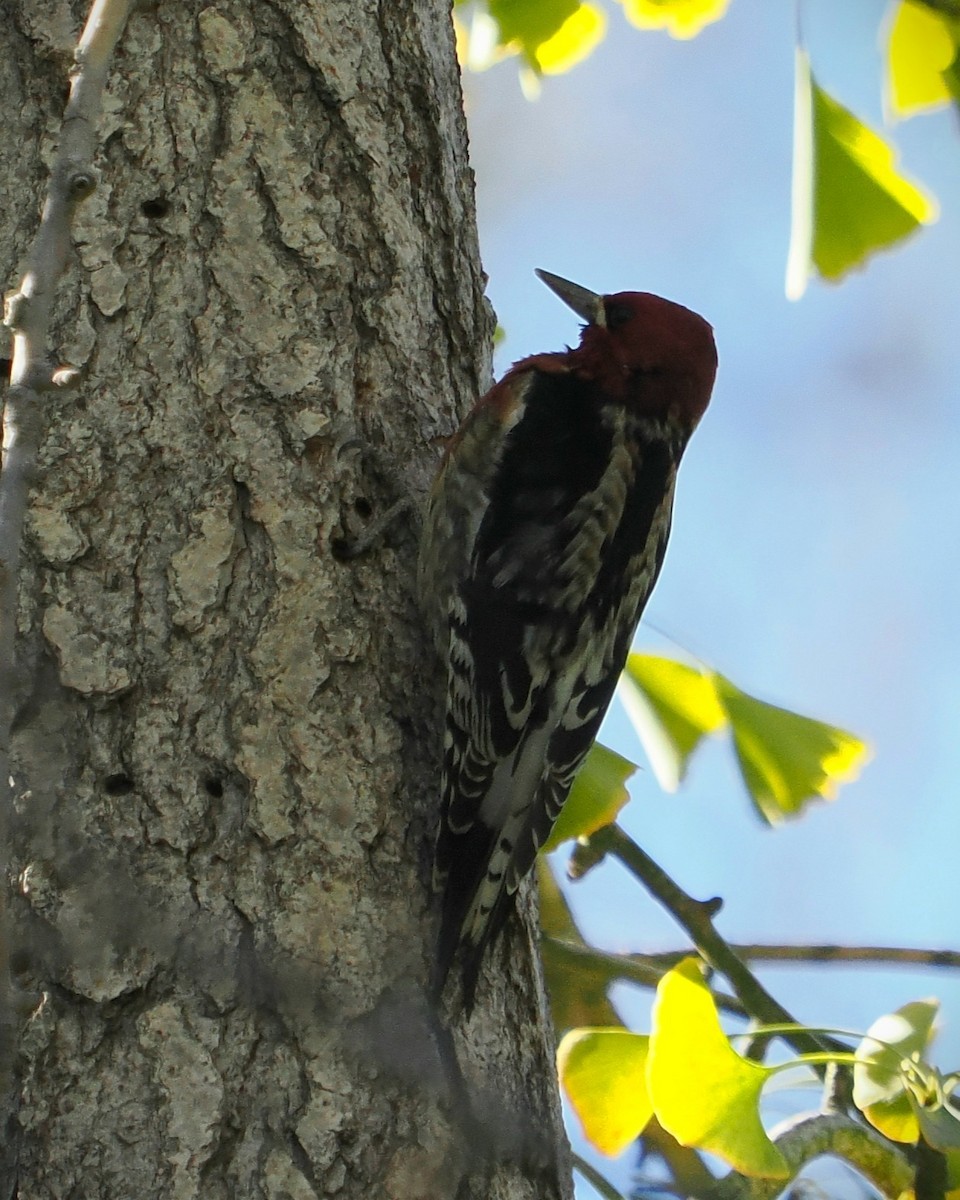 Red-breasted Sapsucker - ML646714622