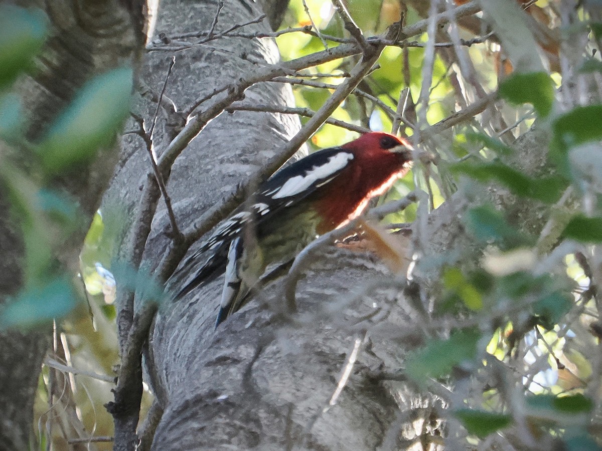 Red-breasted Sapsucker - ML646714623