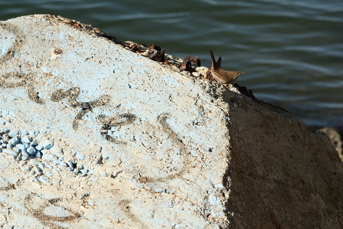 Northern House Wren - ML646714624