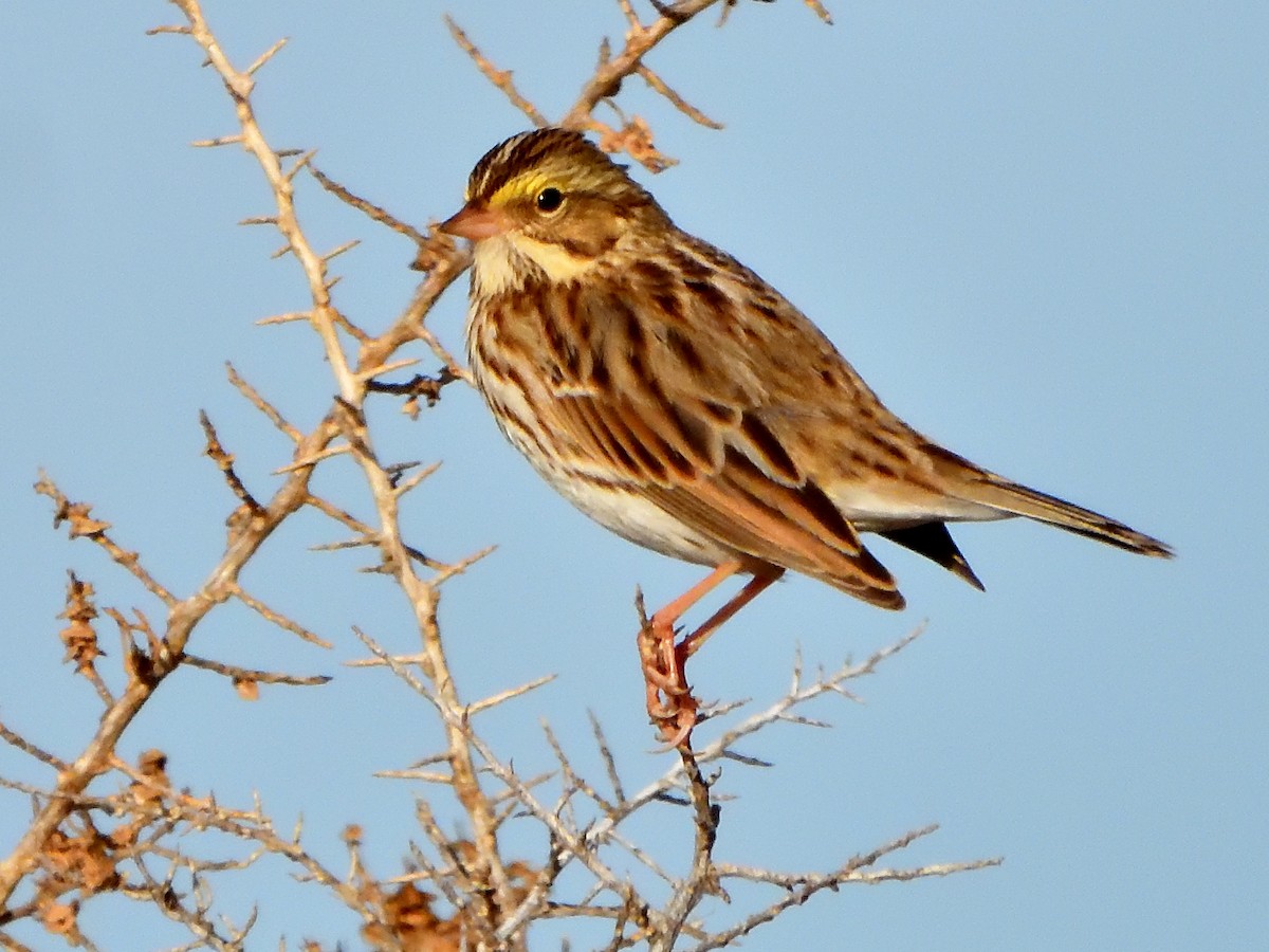 musespurv - ML646714625